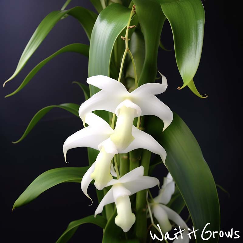 Angraecum terrarium