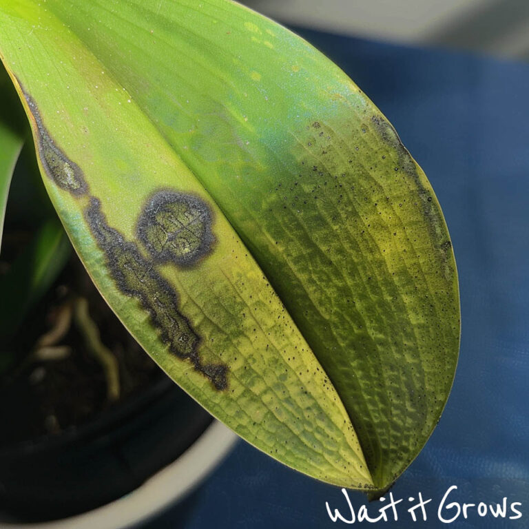 Black Spots on Orchid Leaves Treat it Quickly (All Methods)