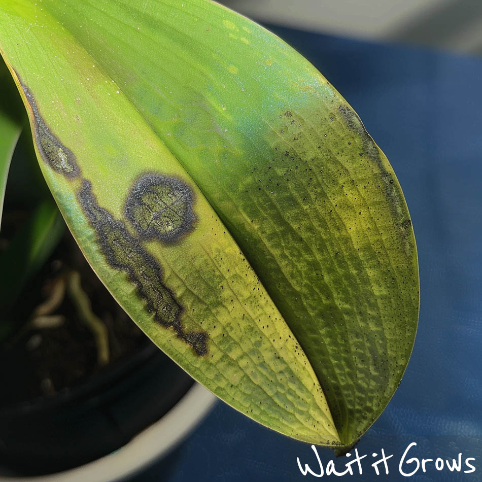 Black Spots on Orchid Leaves - Treat it Quickly (All Methods)