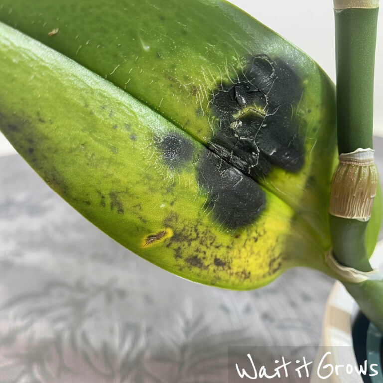 Black Spots on Orchid Leaves - Treat it Quickly (All Methods)